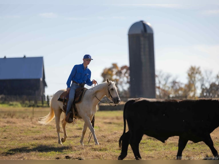 American Quarter Horse Wałach 3 lat 150 cm Gniada in New Holland