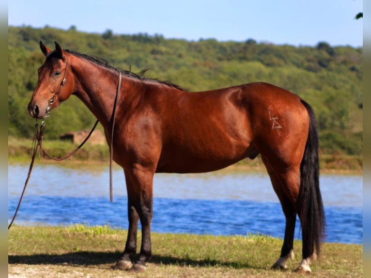 American Quarter Horse Wałach 3 lat 150 cm Gniada in Borden