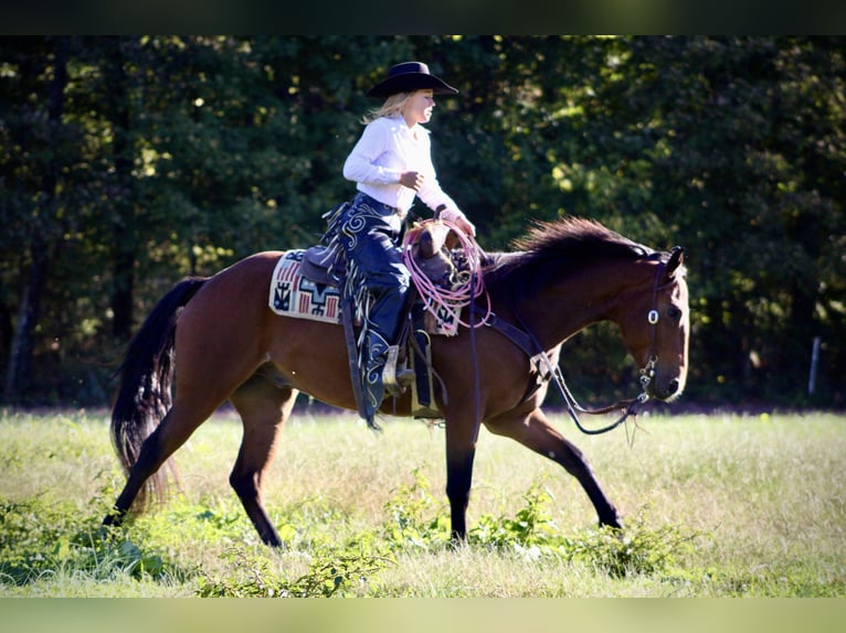 American Quarter Horse Wałach 3 lat 150 cm Gniada in Borden