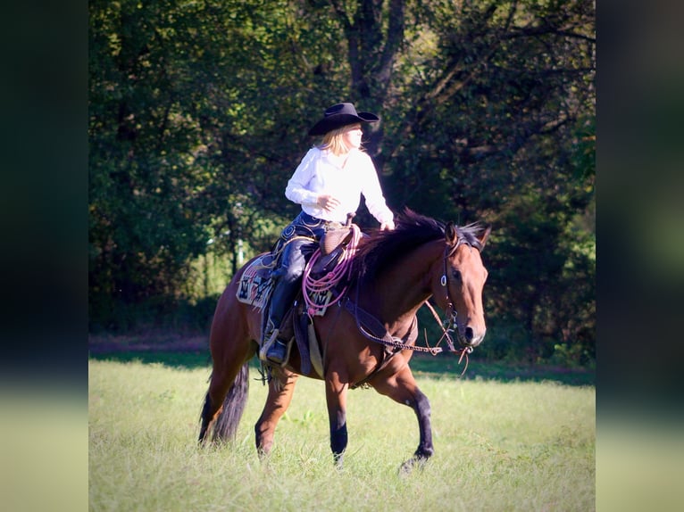 American Quarter Horse Wałach 3 lat 150 cm Gniada in Borden