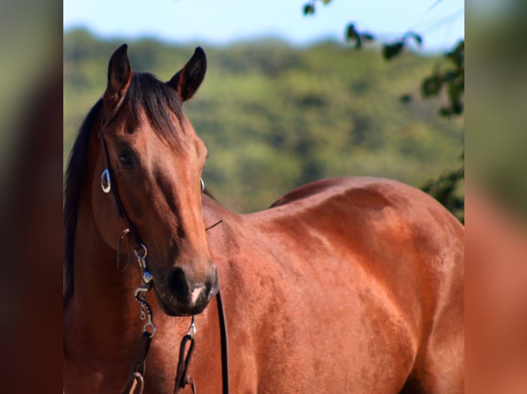 American Quarter Horse Wałach 3 lat 150 cm Gniada in Borden