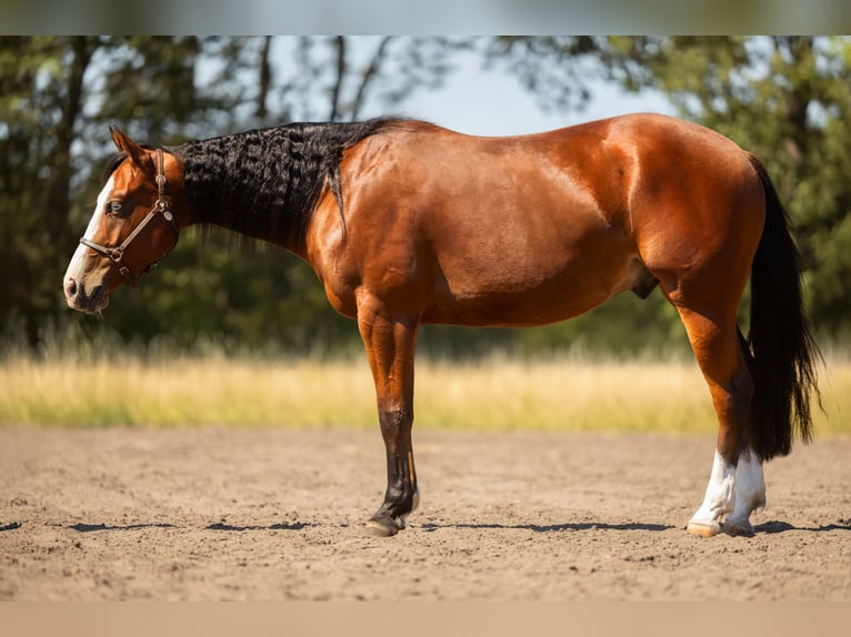 American Quarter Horse Wałach 3 lat 150 cm Gniada in Steyerberg