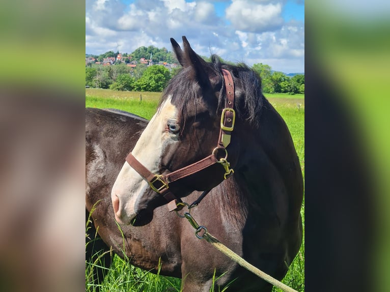 American Quarter Horse Wałach 3 lat 150 cm Kara in Ulrichstein