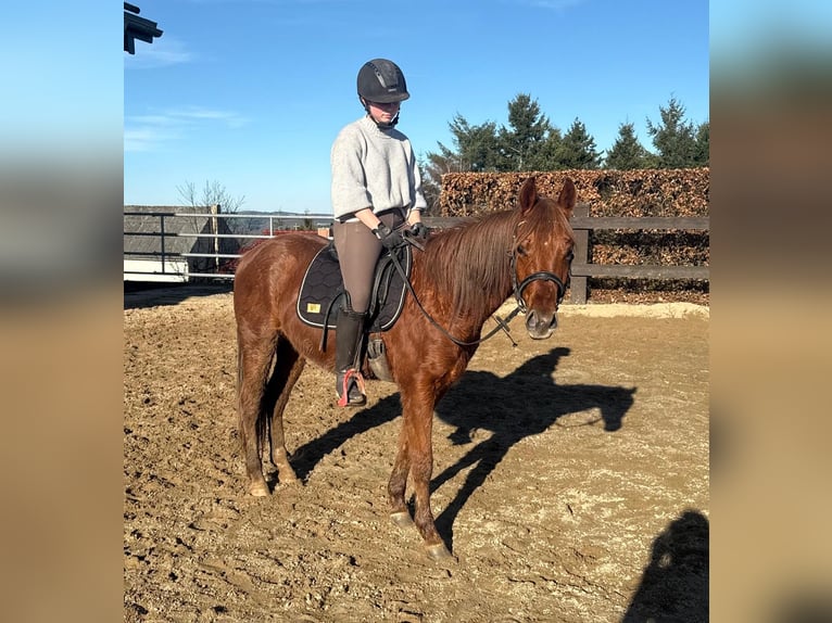 American Quarter Horse Wałach 3 lat 150 cm Kasztanowata in Daleiden