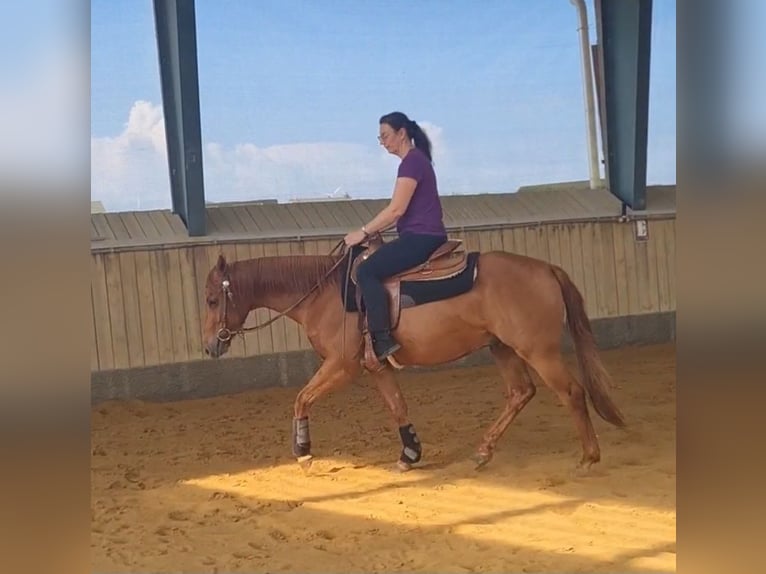 American Quarter Horse Wałach 3 lat 150 cm  in Harth-Pöllnitz