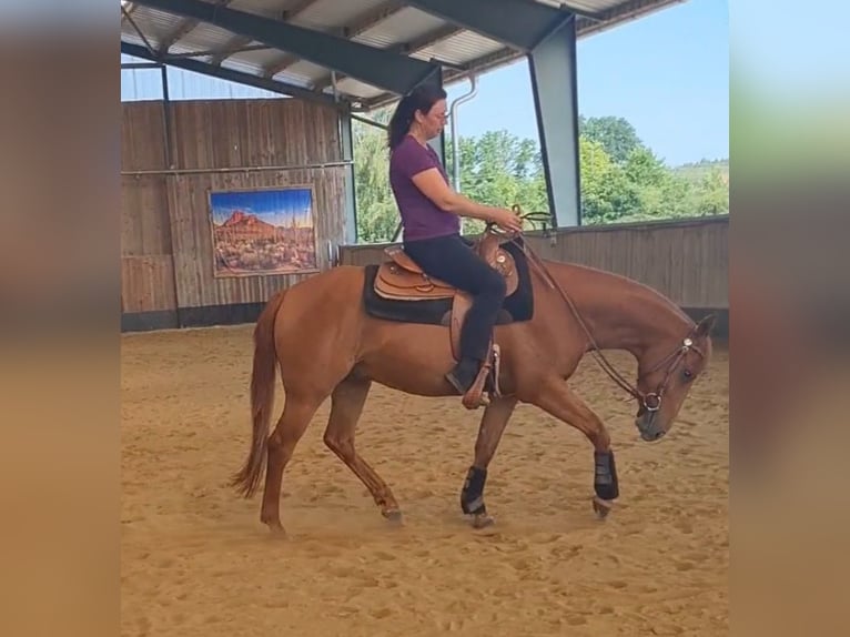 American Quarter Horse Wałach 3 lat 150 cm  in Harth-Pöllnitz