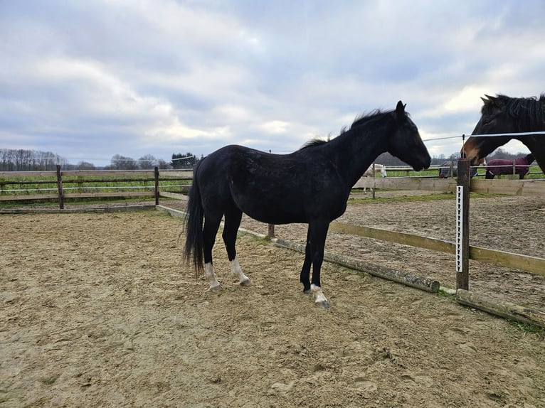 American Quarter Horse Wałach 3 lat 152 cm Ciemnogniada in Havixbeck