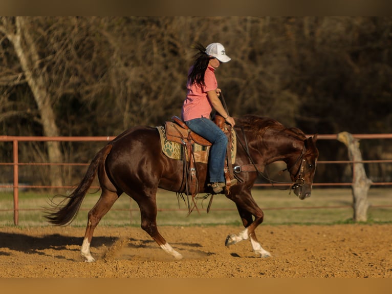 American Quarter Horse Wałach 3 lat 152 cm Cisawa in Rusk