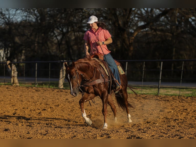 American Quarter Horse Wałach 3 lat 152 cm Cisawa in Rusk