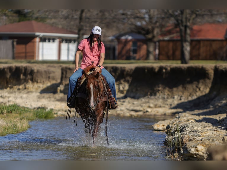American Quarter Horse Wałach 3 lat 152 cm Cisawa in Rusk