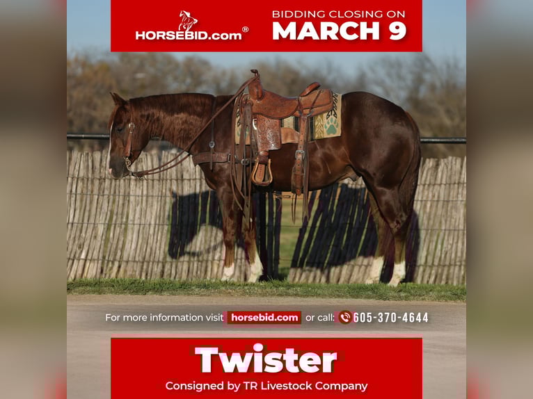 American Quarter Horse Wałach 3 lat 152 cm Cisawa in Rusk