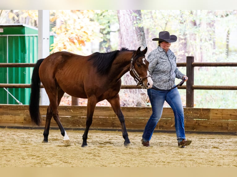 American Quarter Horse Wałach 3 lat 152 cm Gniada in Rijswijk (NB)