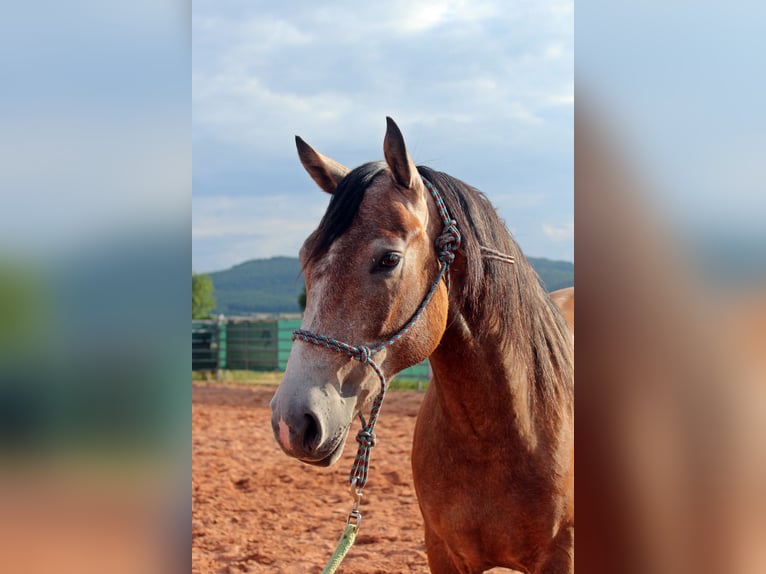American Quarter Horse Mix Wałach 3 lat 152 cm Gniadodereszowata in Vacha
