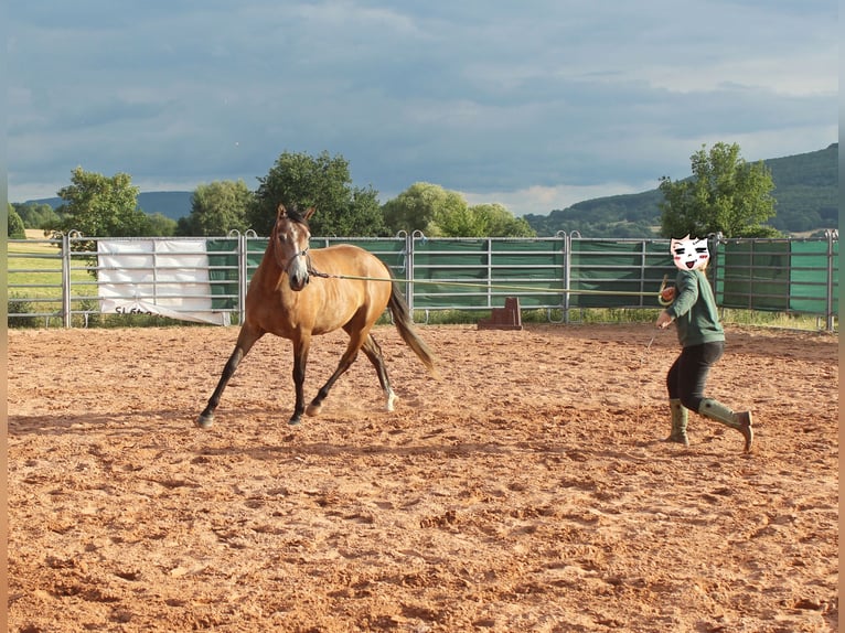 American Quarter Horse Mix Wałach 3 lat 152 cm Gniadodereszowata in Vacha