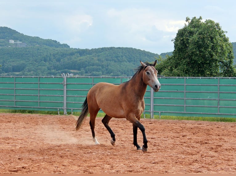 American Quarter Horse Mix Wałach 3 lat 152 cm Gniadodereszowata in Vacha