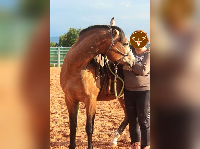 American Quarter Horse Mix Wałach 3 lat 152 cm Gniadodereszowata in Vacha