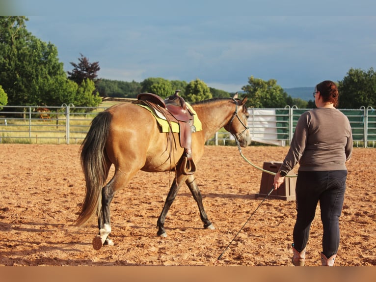 American Quarter Horse Mix Wałach 3 lat 152 cm Gniadodereszowata in Vacha