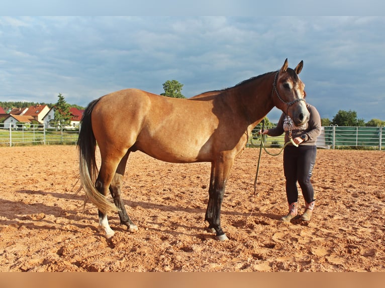 American Quarter Horse Mix Wałach 3 lat 152 cm Gniadodereszowata in Vacha