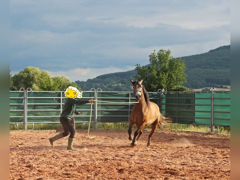 American Quarter Horse Mix Wałach 3 lat 152 cm Gniadodereszowata in Vacha