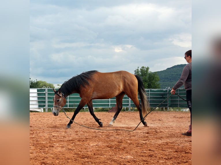 American Quarter Horse Mix Wałach 3 lat 152 cm Gniadodereszowata in Vacha