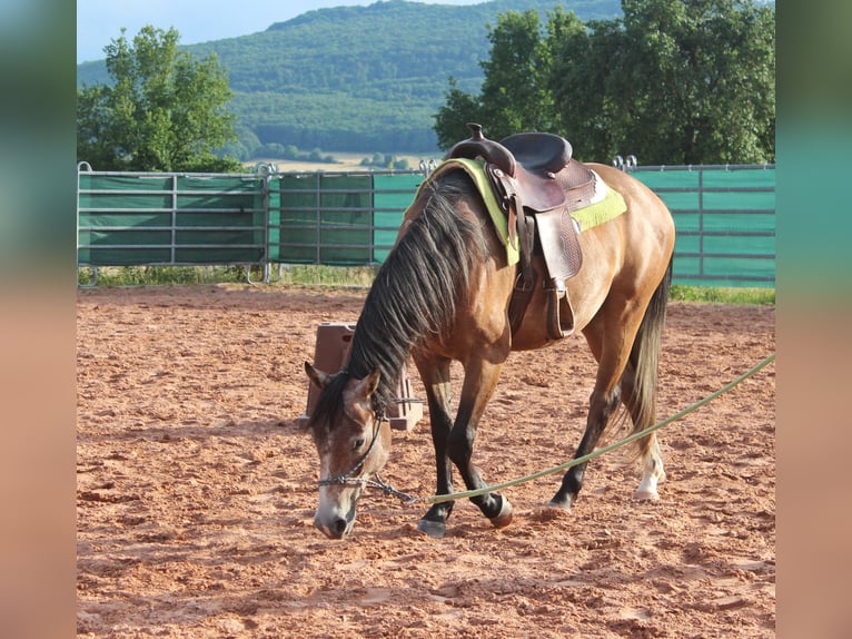 American Quarter Horse Mix Wałach 3 lat 152 cm Gniadodereszowata in Vacha