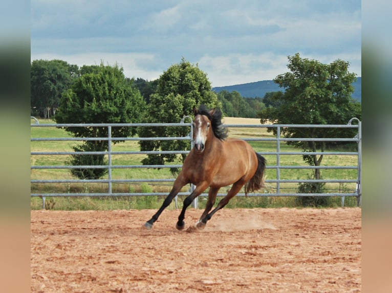 American Quarter Horse Mix Wałach 3 lat 152 cm Gniadodereszowata in Vacha