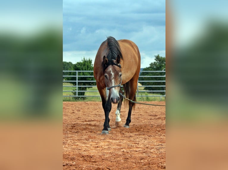 American Quarter Horse Mix Wałach 3 lat 152 cm Gniadodereszowata in Vacha