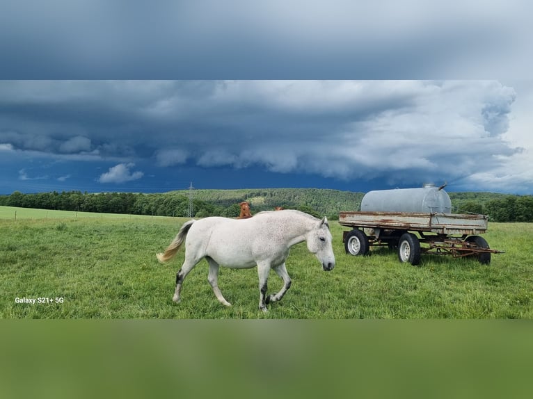 American Quarter Horse Mix Wałach 3 lat 152 cm Gniadodereszowata in Vacha
