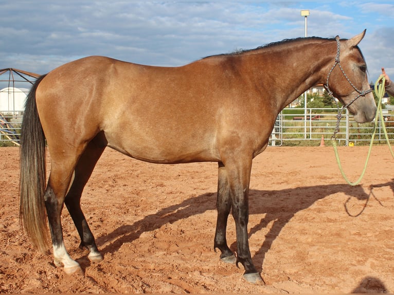 American Quarter Horse Mix Wałach 3 lat 152 cm Gniadodereszowata in Vacha