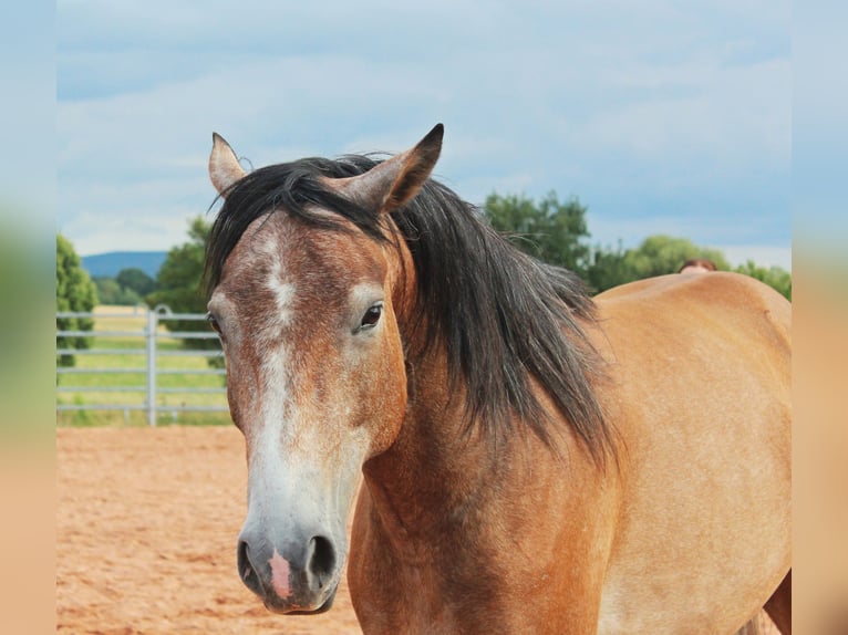 American Quarter Horse Mix Wałach 3 lat 152 cm Gniadodereszowata in Vacha