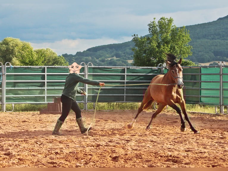 American Quarter Horse Mix Wałach 3 lat 152 cm Gniadodereszowata in Vacha