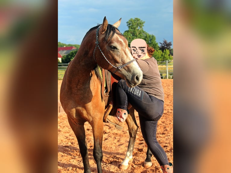 American Quarter Horse Mix Wałach 3 lat 152 cm Gniadodereszowata in Vacha