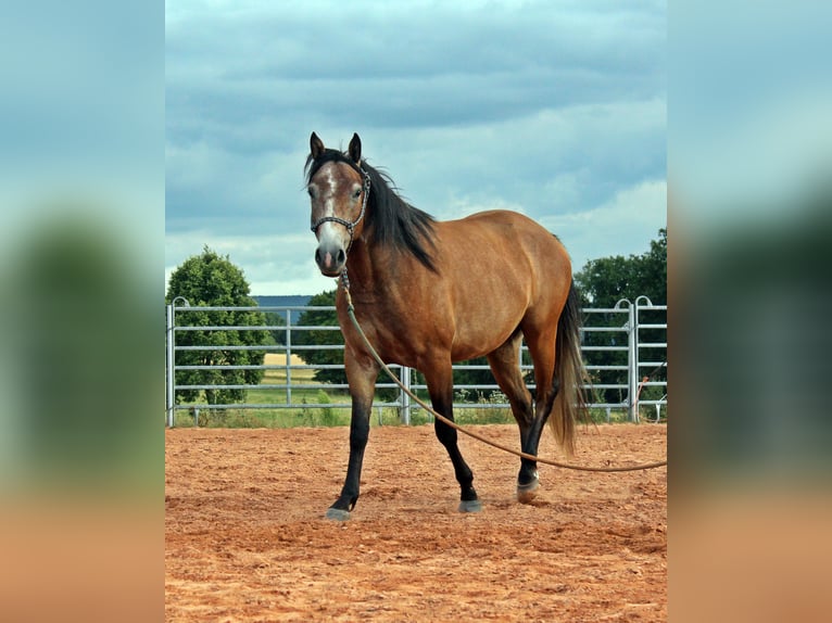 American Quarter Horse Mix Wałach 3 lat 152 cm Gniadodereszowata in Vacha