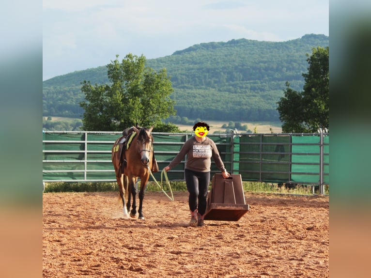 American Quarter Horse Mix Wałach 3 lat 152 cm Gniadodereszowata in Vacha