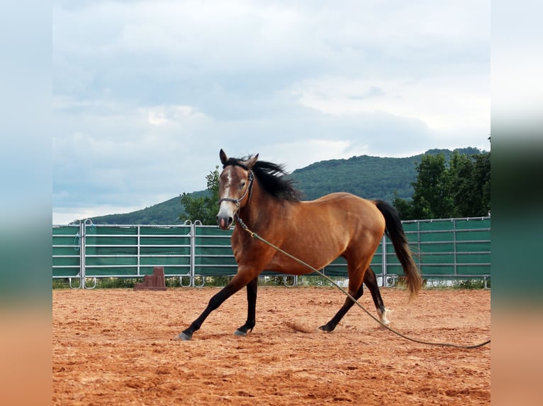 American Quarter Horse Mix Wałach 3 lat 152 cm Gniadodereszowata in Vacha
