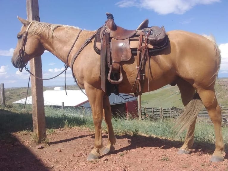 American Quarter Horse Mix Wałach 3 lat 152 cm Gniadodereszowata in Vacha