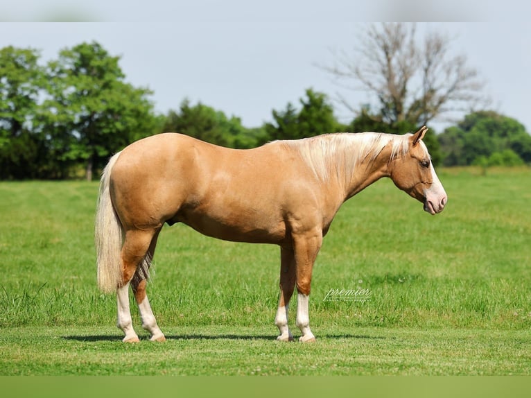 American Quarter Horse Wałach 3 lat 152 cm Izabelowata in Buffalo