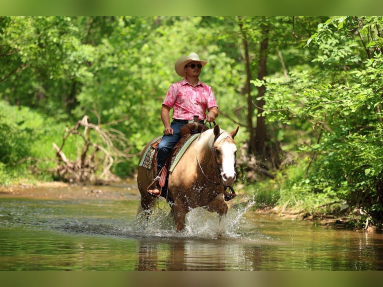 American Quarter Horse Wałach 3 lat 152 cm Izabelowata in Buffalo