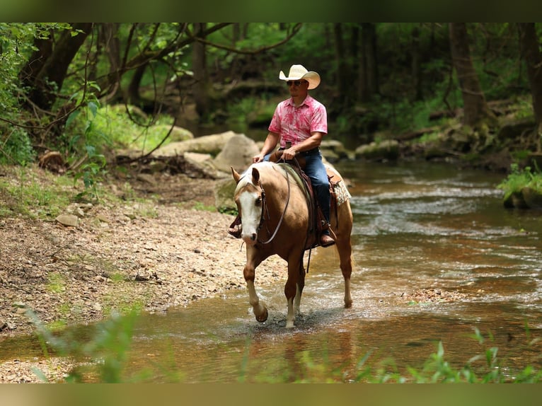 American Quarter Horse Wałach 3 lat 152 cm Izabelowata in Buffalo