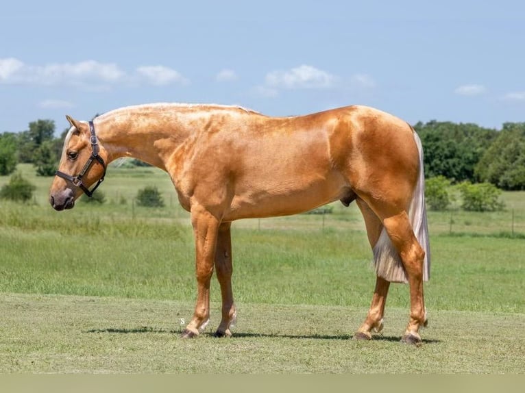 American Quarter Horse Wałach 3 lat 152 cm Izabelowata in Whitesboro