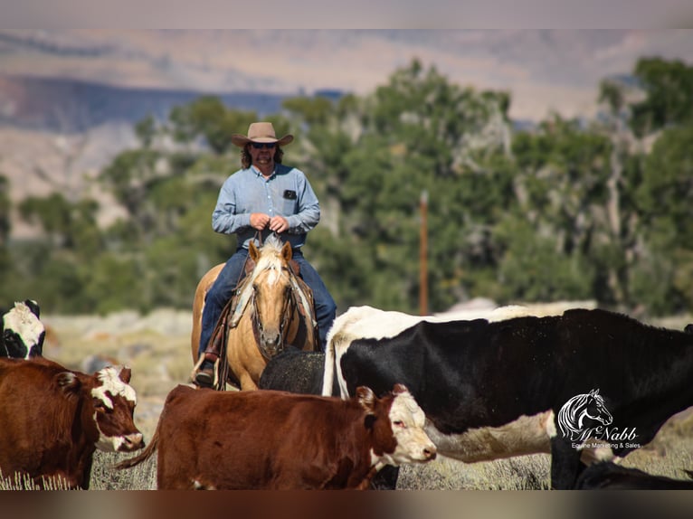 American Quarter Horse Wałach 3 lat 152 cm Izabelowata in Cody