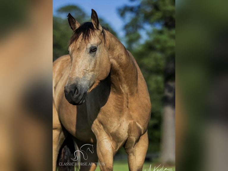American Quarter Horse Wałach 3 lat 152 cm Jelenia in Münster