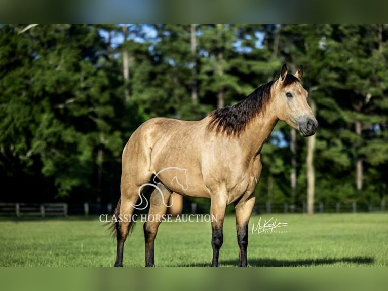 American Quarter Horse Wałach 3 lat 152 cm Jelenia in Münster