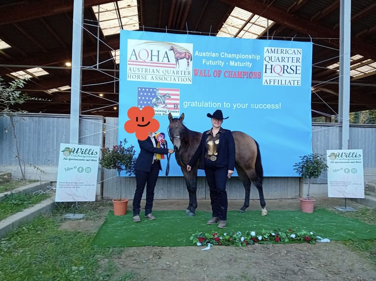 American Quarter Horse Wałach 3 lat 152 cm Jelenia in Ilz