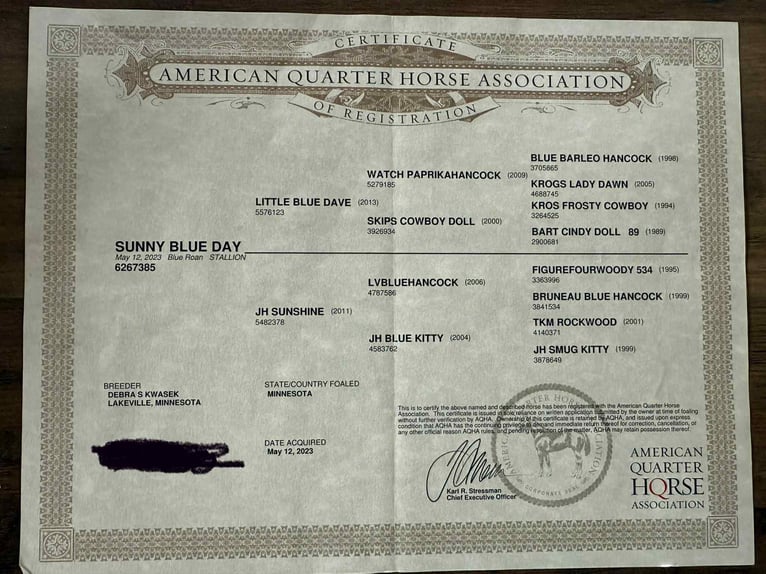 American Quarter Horse Wałach 3 lat 152 cm Karodereszowata in Selma IA