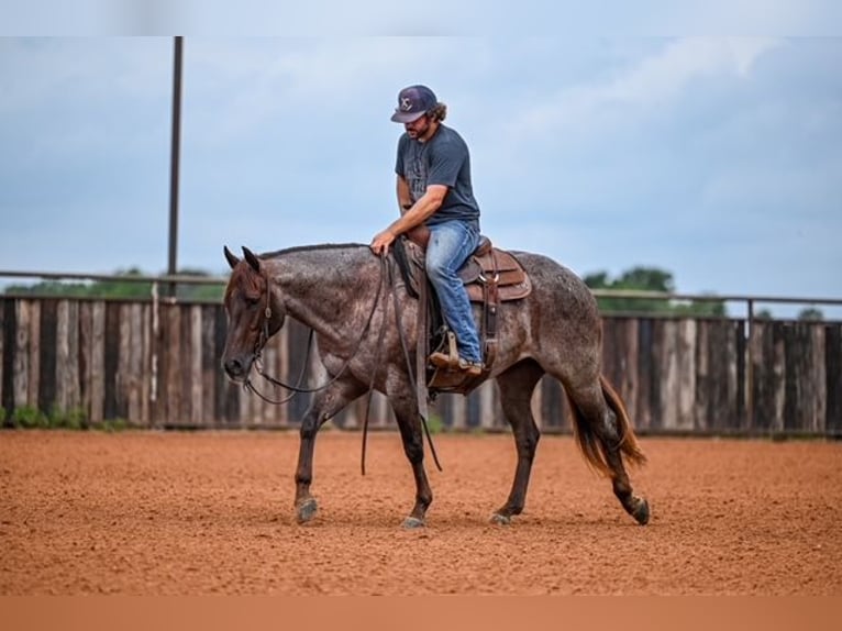 American Quarter Horse Wałach 3 lat 152 cm Kasztanowatodereszowata in Waco
