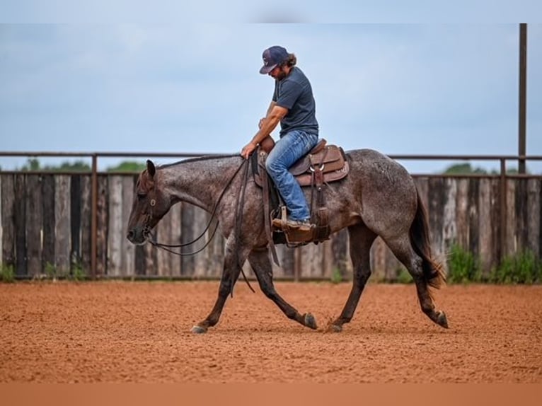 American Quarter Horse Wałach 3 lat 152 cm Kasztanowatodereszowata in Waco