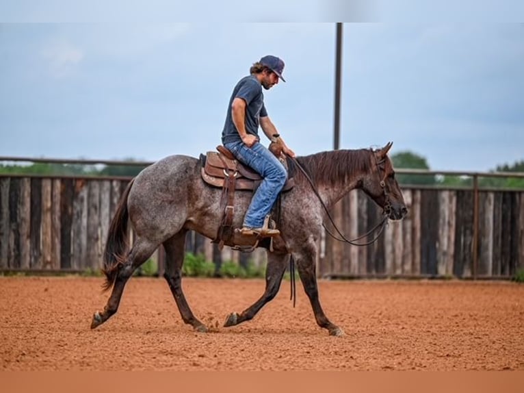 American Quarter Horse Wałach 3 lat 152 cm Kasztanowatodereszowata in Waco