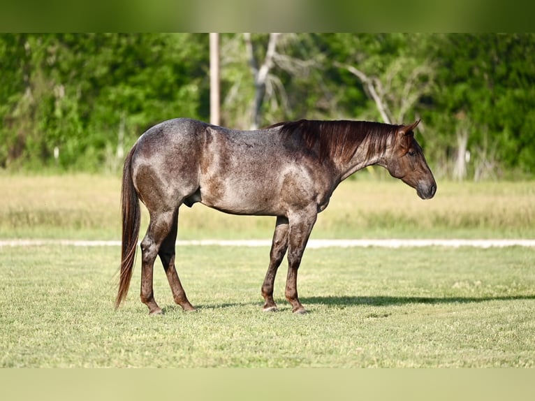 American Quarter Horse Wałach 3 lat 152 cm Kasztanowatodereszowata in Waco
