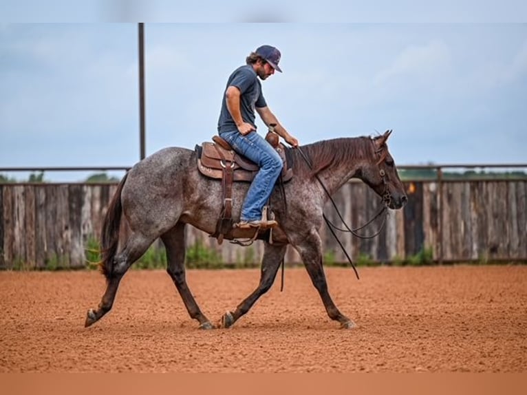 American Quarter Horse Wałach 3 lat 152 cm Kasztanowatodereszowata in Waco